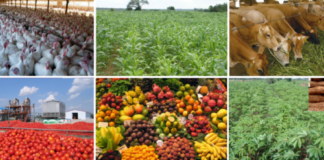 Most lucrative agriculture business ideas in Nigeria most profitable agricultural business